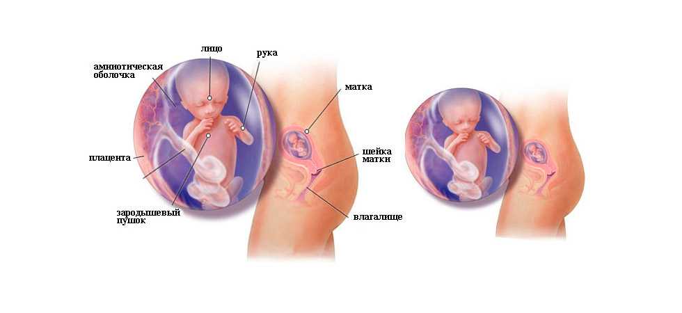 16 неделя беременности - ощущения в животе и первые шевеления