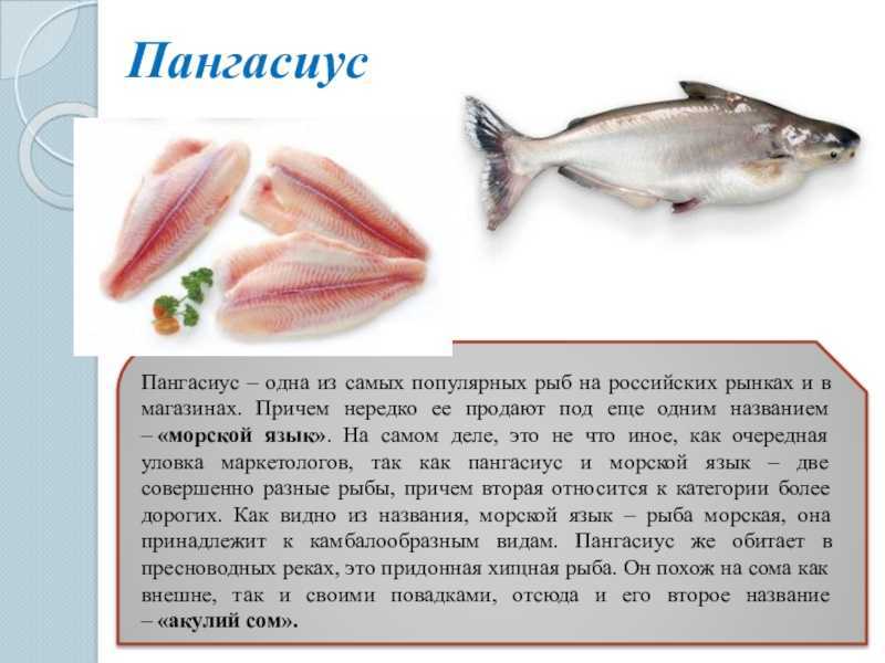 Пангасиус - что за рыба, чем питается, его область обитания