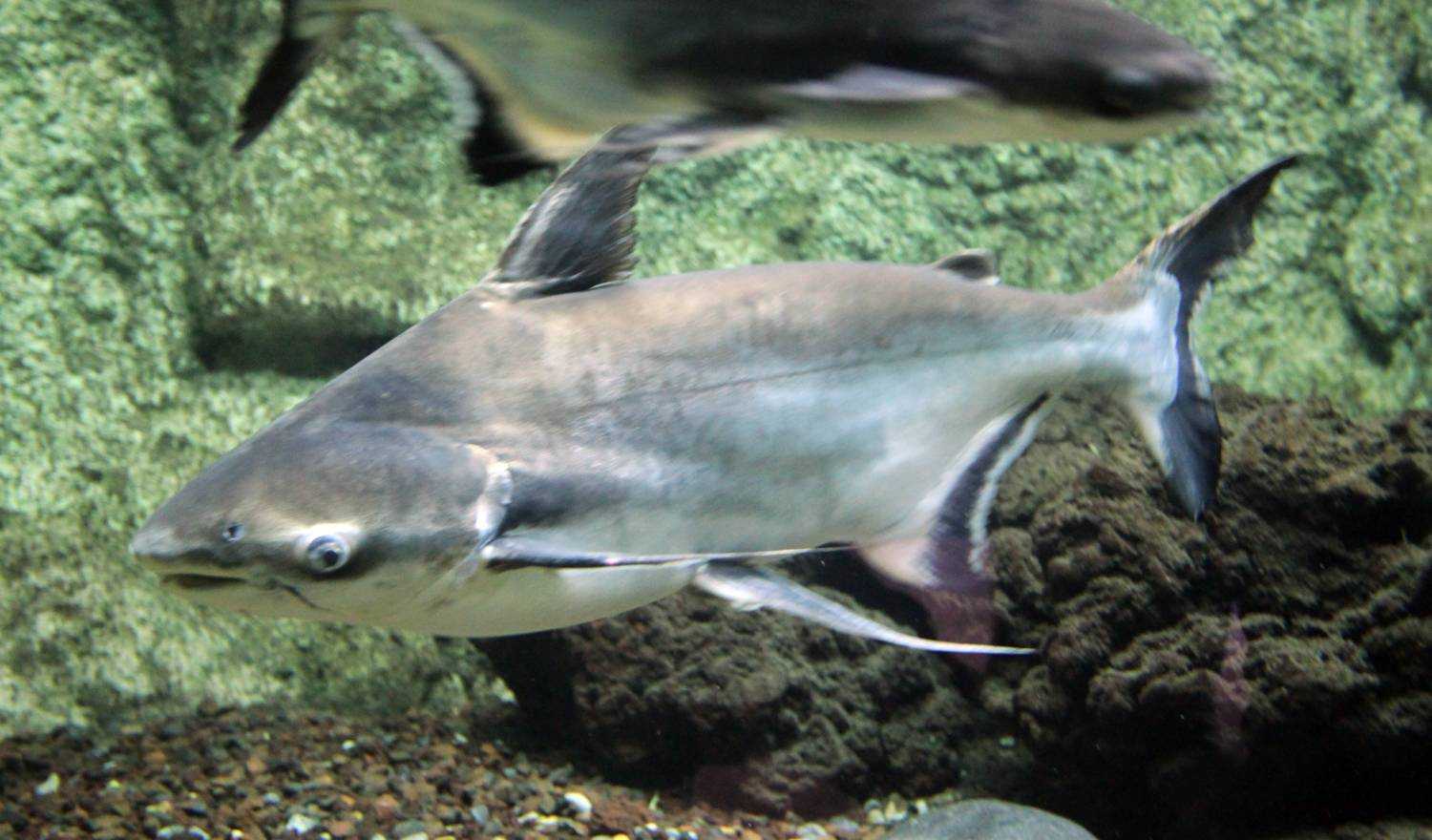 Рыба пангасиус: полезные свойства, вред, приготовление