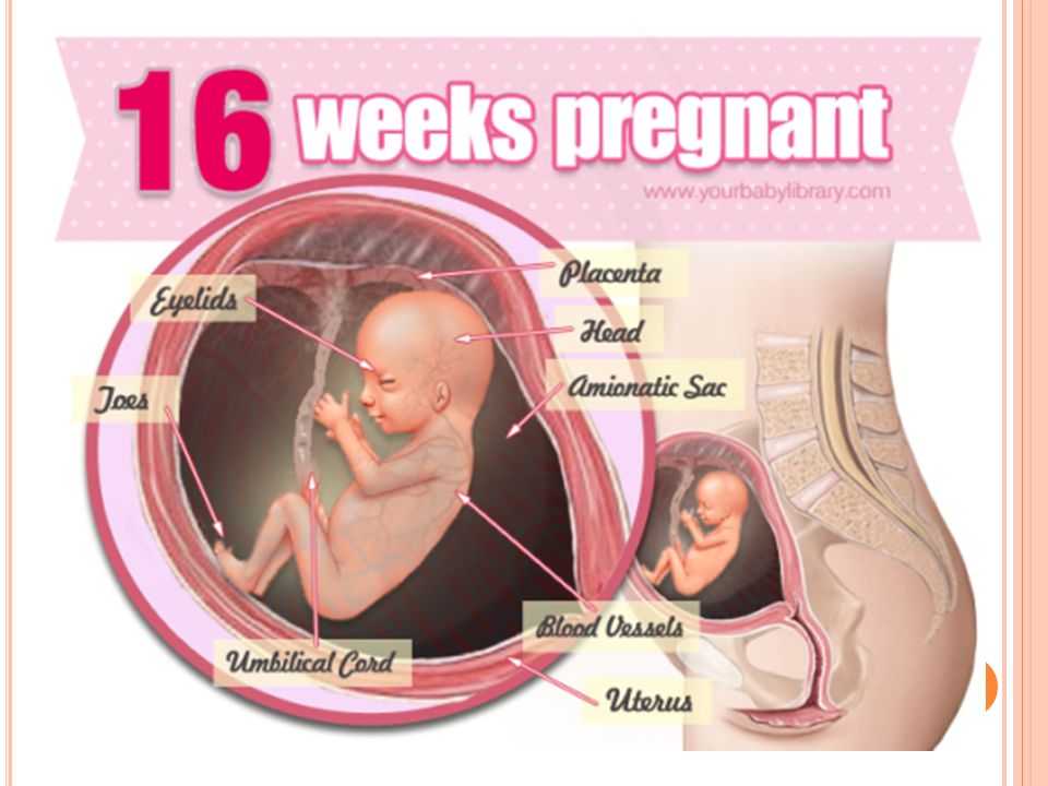 16 неделя беременности: что происходит с малышом и мамой на шестнадцатой неделе