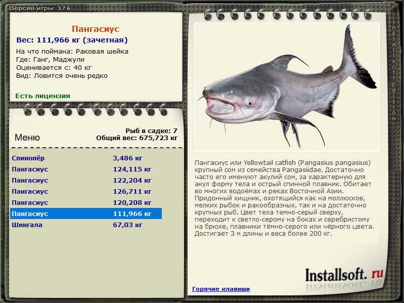 Пангасиус: что за рыба, как готовить, фото, где водится, гдже выращивают, польза и вред