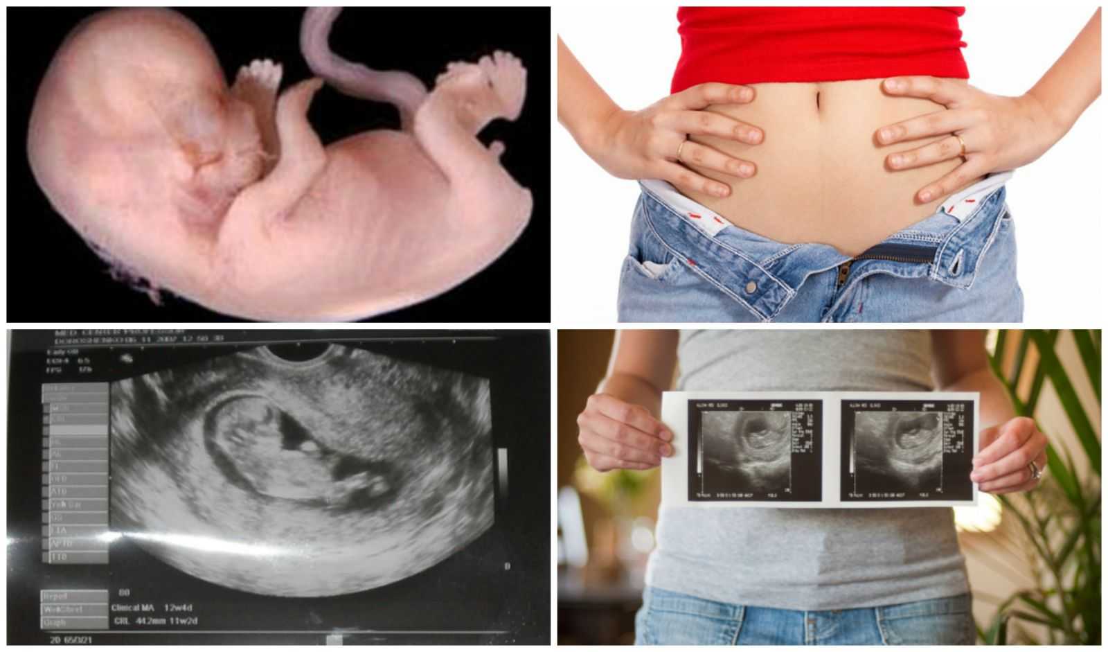11 недель беременности [сколько это месяцев] – что происходит с ребенком