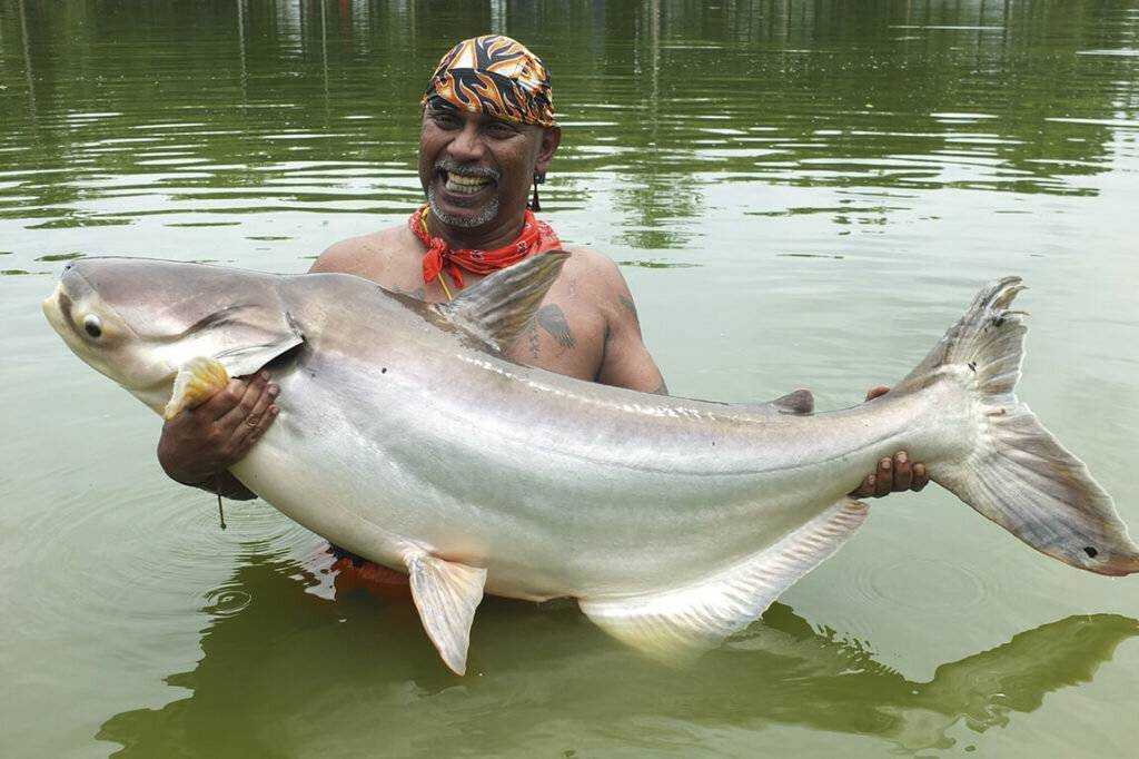 Пангасиус – что за рыба? 7 вкусных рецептов приготовления пангасиуса