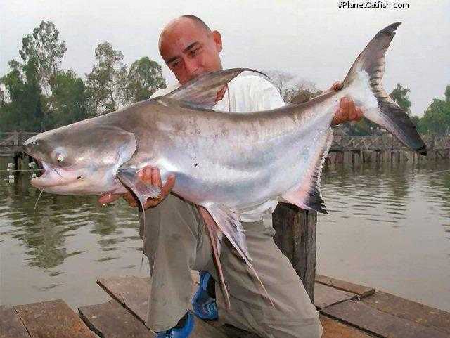 Пангасиус что за рыба, польза и вред, свойства икры