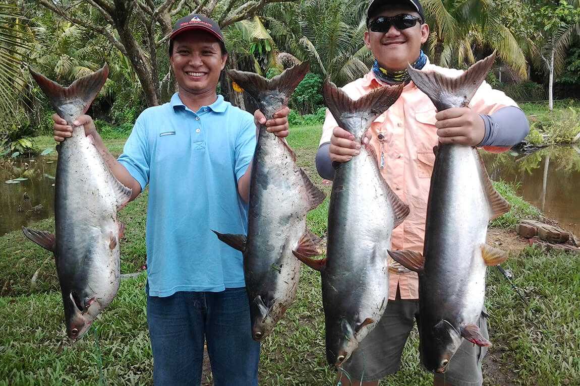 Рыба пангасиус: полезные рецепты