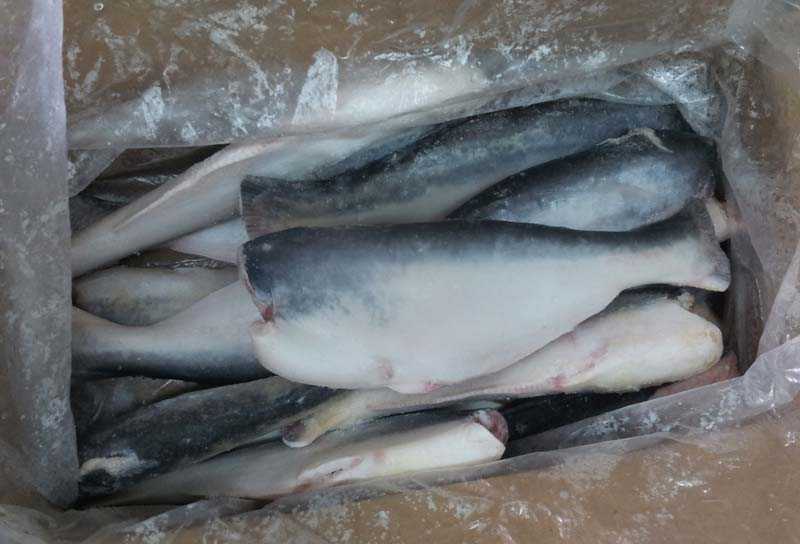 🚩 как выглядит рыба пангасиус, ее польза и вред, способ приготовления