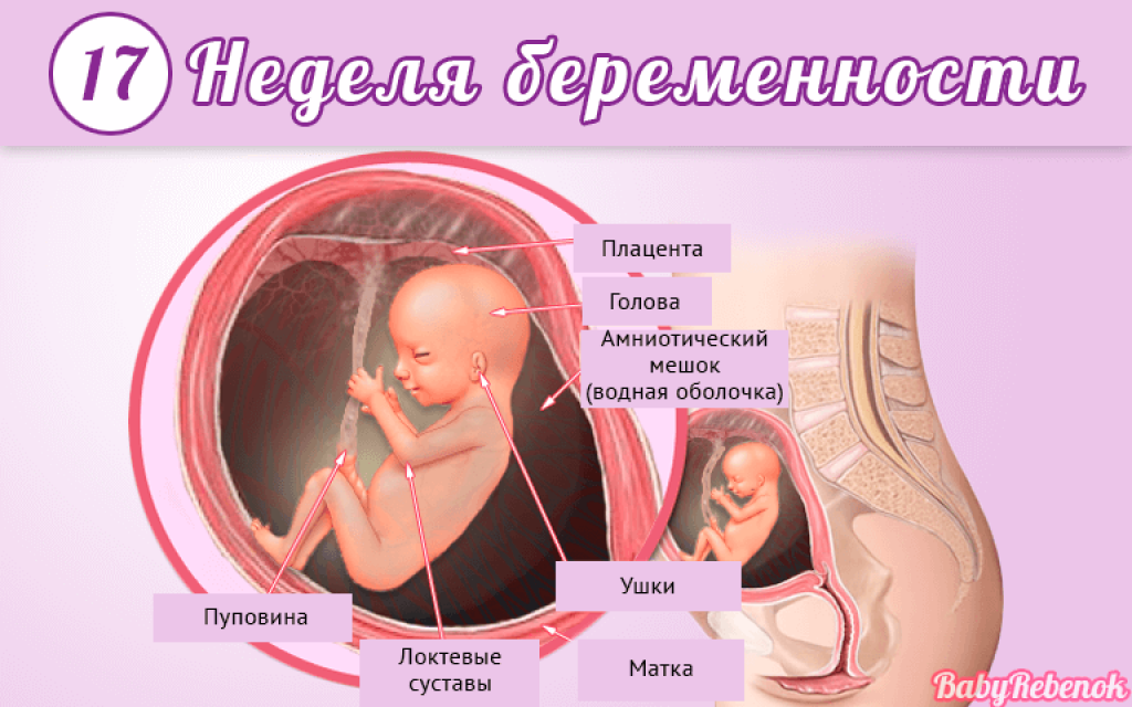 Беременность на сроке 16 недель: что происходит