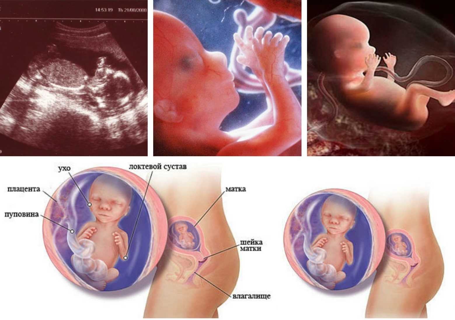 16 неделя беременности: что происходит, фото живота ожидающих мальчиков