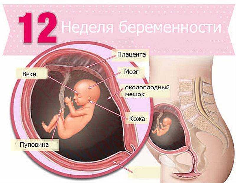 Беременность 11 недель: развитие плода и ощущения женщины