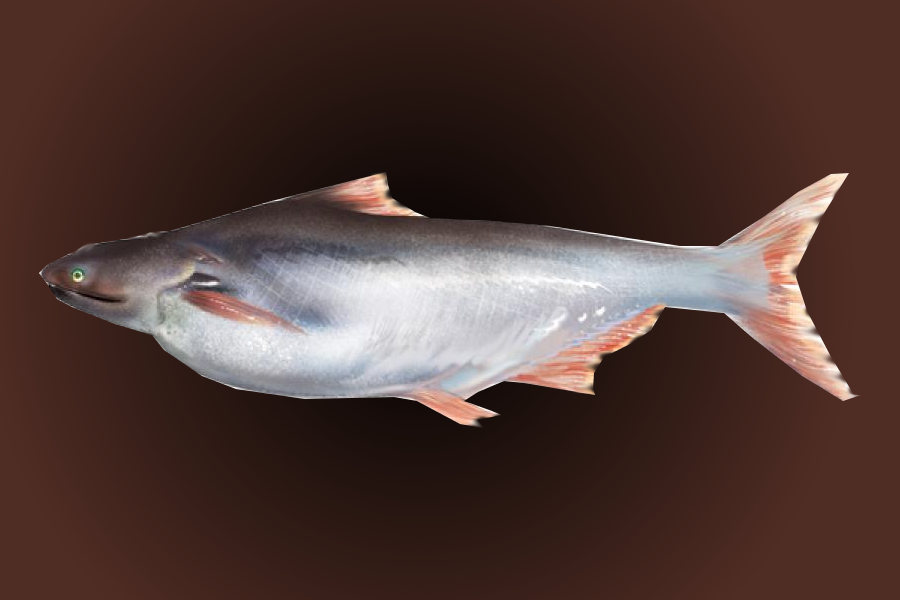 Что за рыба пангасиус: польза и вред, жирность, обитание, рецепты