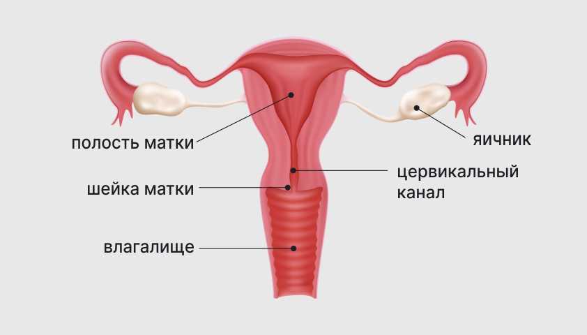 Короткая шейка матки при беременности: причины, опасность