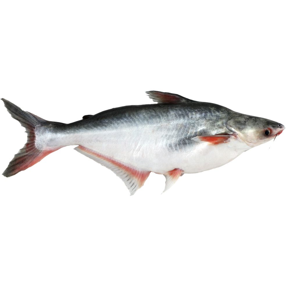 Как выглядит пангасиус, что это за рыба, где обитает, как приготовить, польза и вред