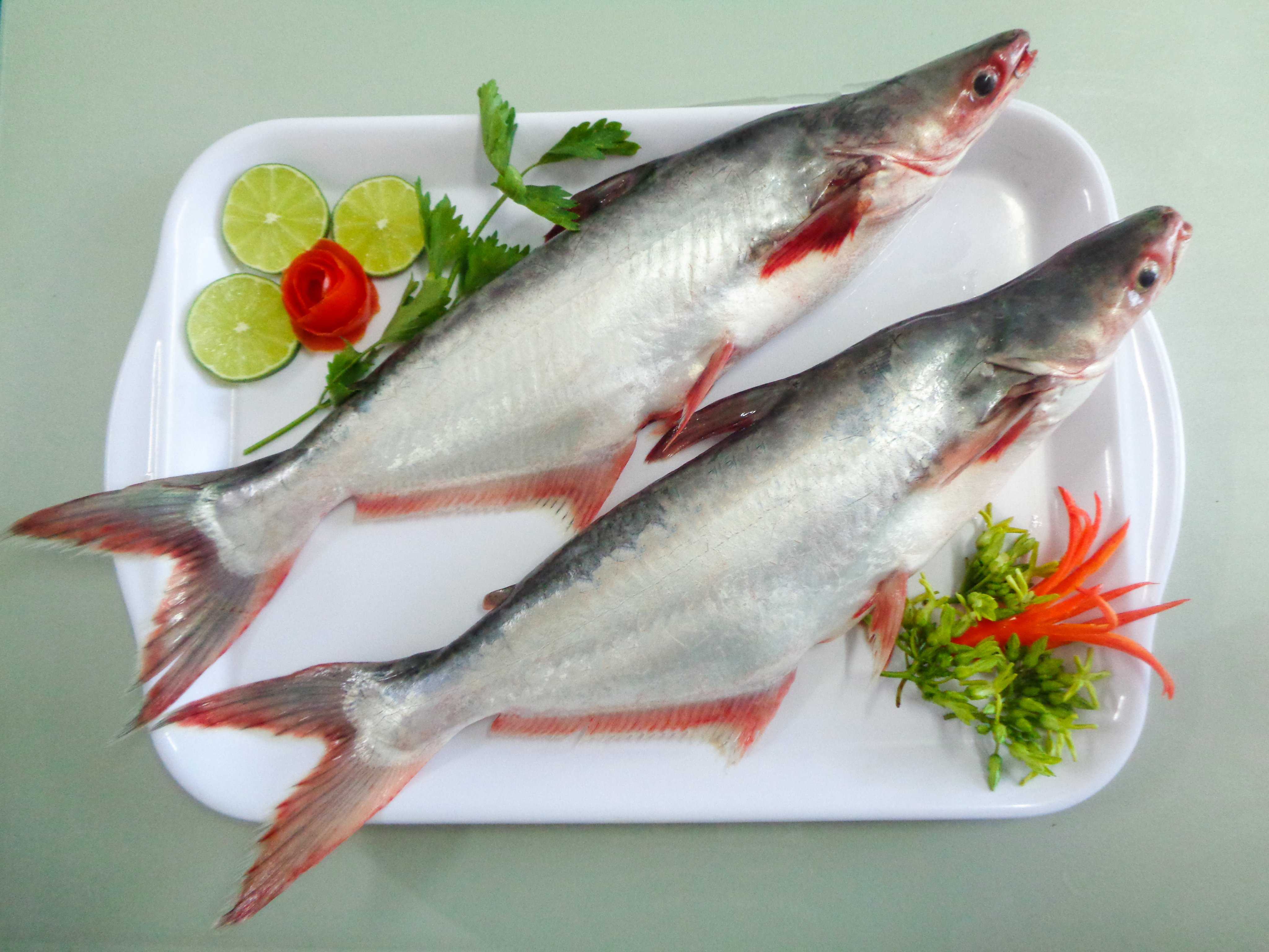 В чем польза и вред рыбы пангасиус. мифы и правдивые факты о пангасиусе, полезных свойствах и противопоказаниях