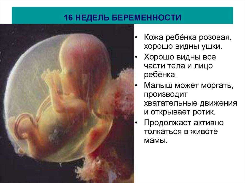 16 неделя беременности  Беременность 16 недель 16 неделя беременности – сколько месяцев  Согласно акушерскому календарю, 16 неделя беременности приходится