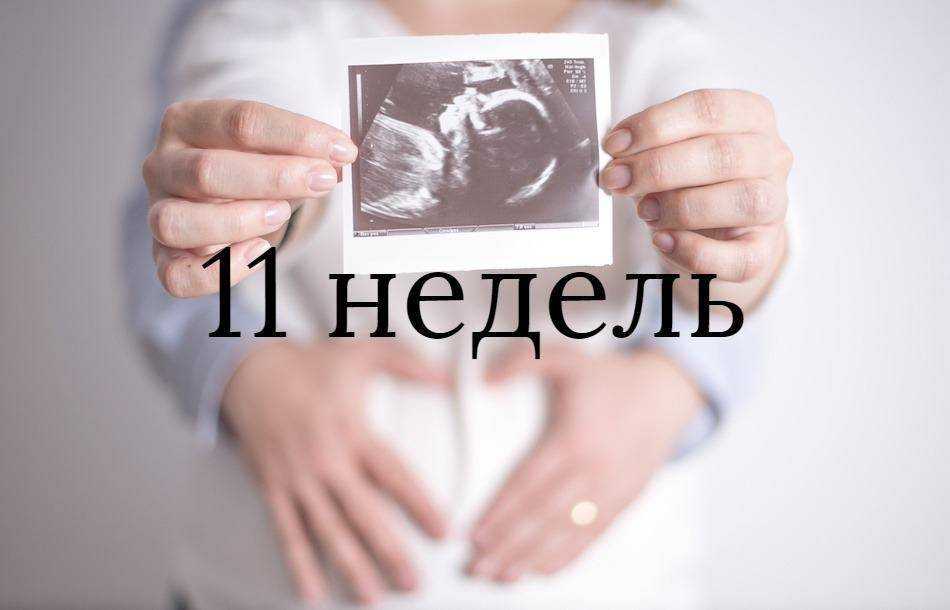 11 неделя беременности. календарь беременности   | материнство - беременность, роды, питание, воспитание