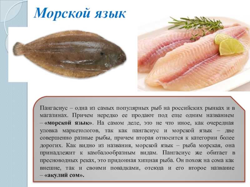 Рыба пангасиус что это за рыба