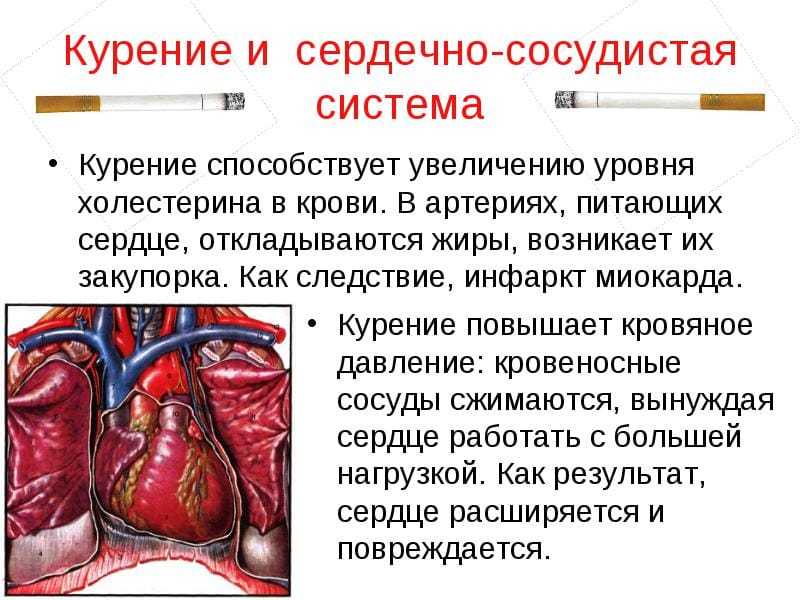 Что такое холестерин – для чего он нужен, функции, виды, где образуется