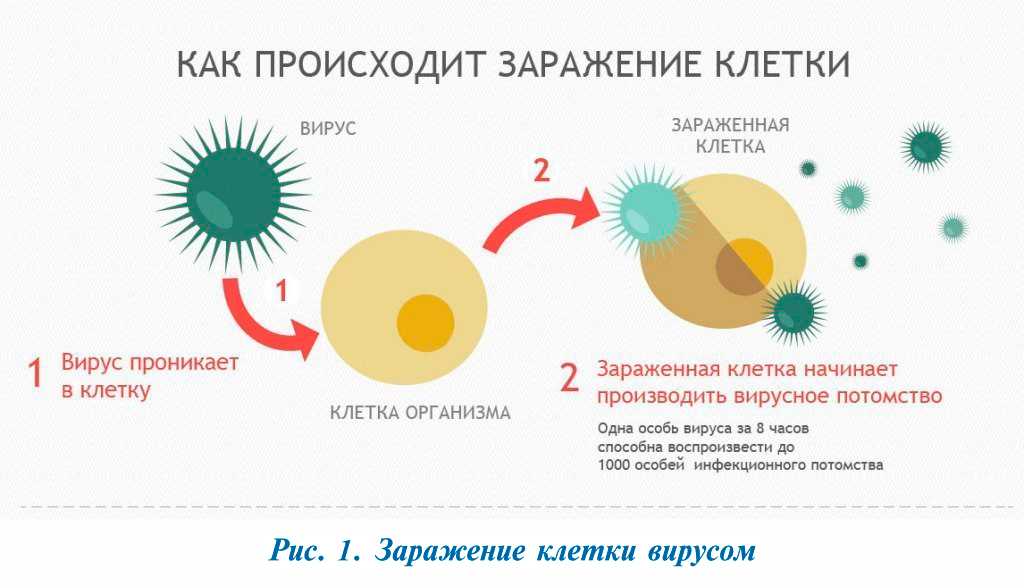 Передается ли герпес? как передается герпес от заразного человека к здоровому.