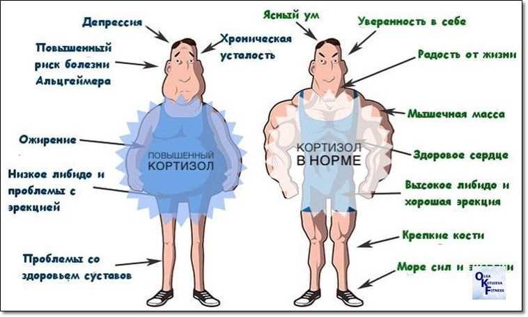 Анализ крови на кортизол [сдать, подготовка и расшифровка]