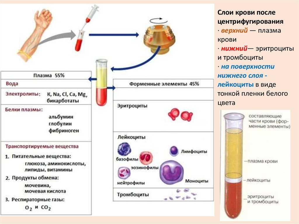 Сыворотка от плазмы отличается отсутствием. в чем особенность сыворотки крови и ее отличия от плазмы крови? получение плазмы и сыворотки крови