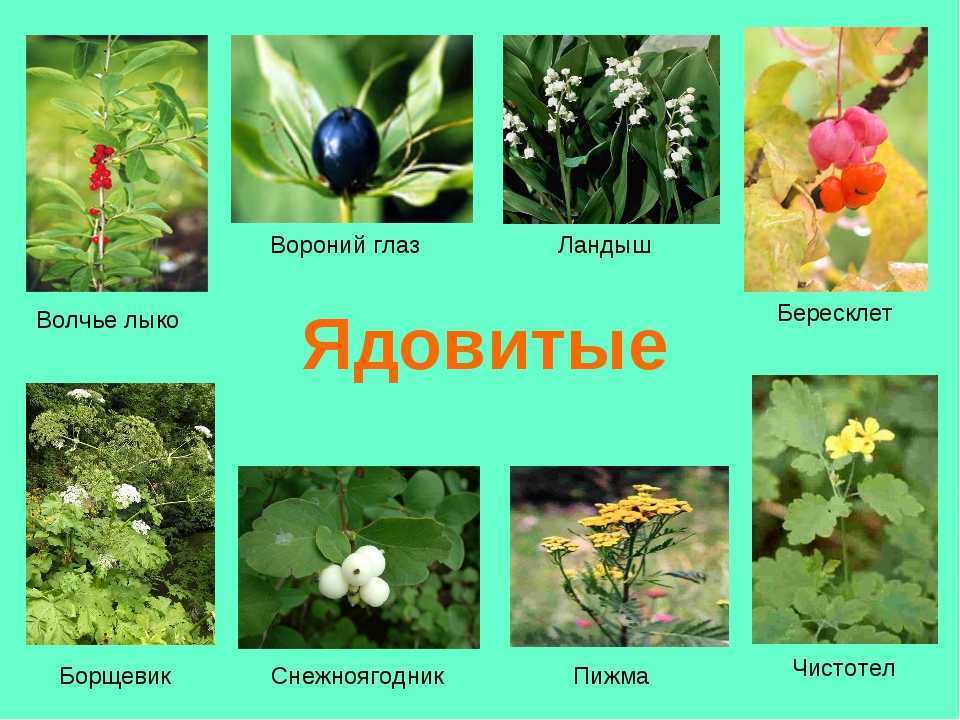 Чем опасен ландыш для человека: причины и симптомы отравления
