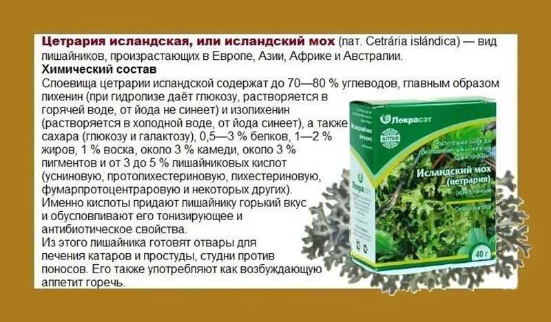 Исландский мох: лечебные свойства и противопоказания