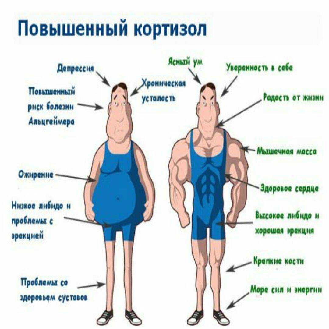 Кортизол в крови повышен: основные причины и симптомы, способы лечения  Кортизол в крови повышен: основные причины и симптомы, способы лечения  Кортизол