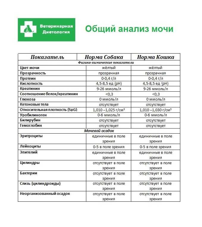 Правила подготовки, алгоритм, сбор и сдача общего анализа мочи