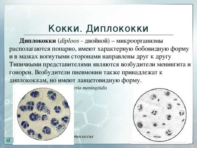 Внеклеточные диплококки в мазке у женщин и мужчин  Внеклеточные диплококки в мазке у женщин и мужчин  Исследование бактериологического мазка является