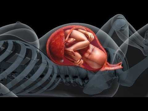 Ребенок икает в утробе матери — миф или реальность?