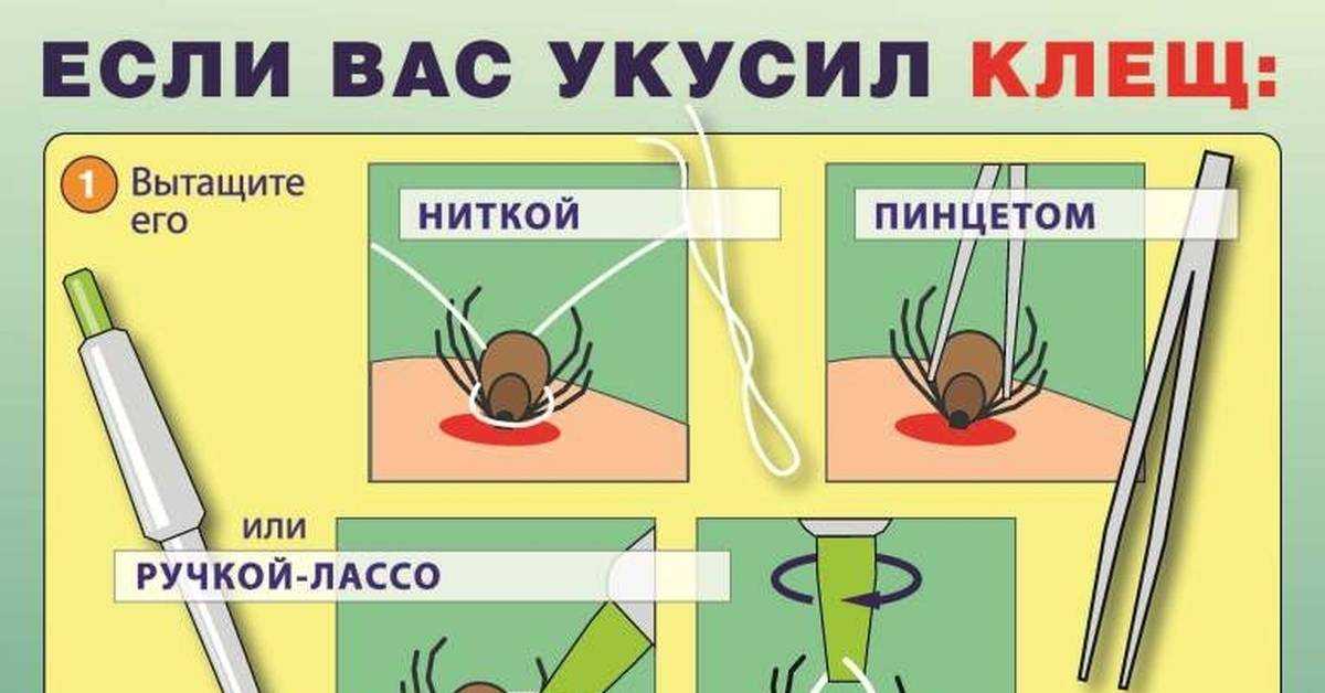 Клещ на теле человека: как выглядит и как кусает
