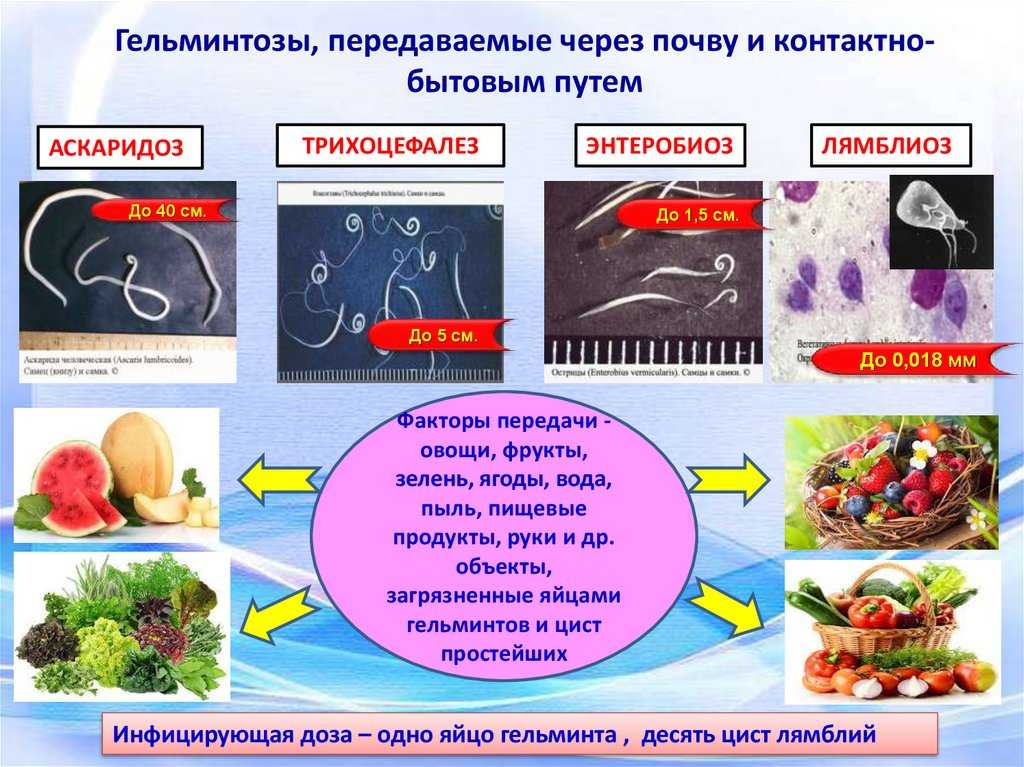 Пути передачи кишечных инфекций
