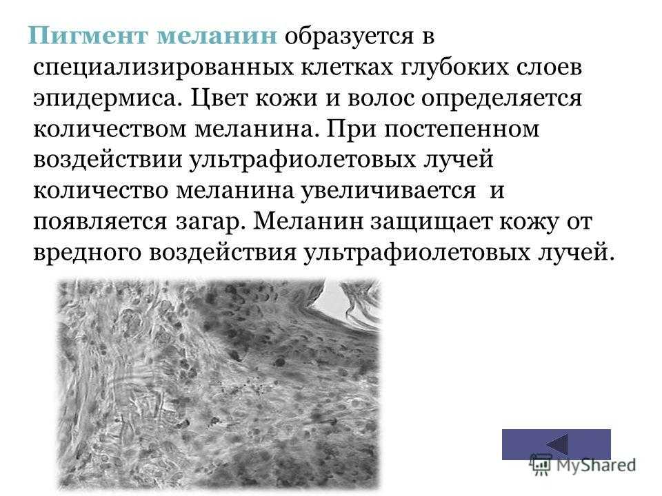 Роль меланина в организме человека
