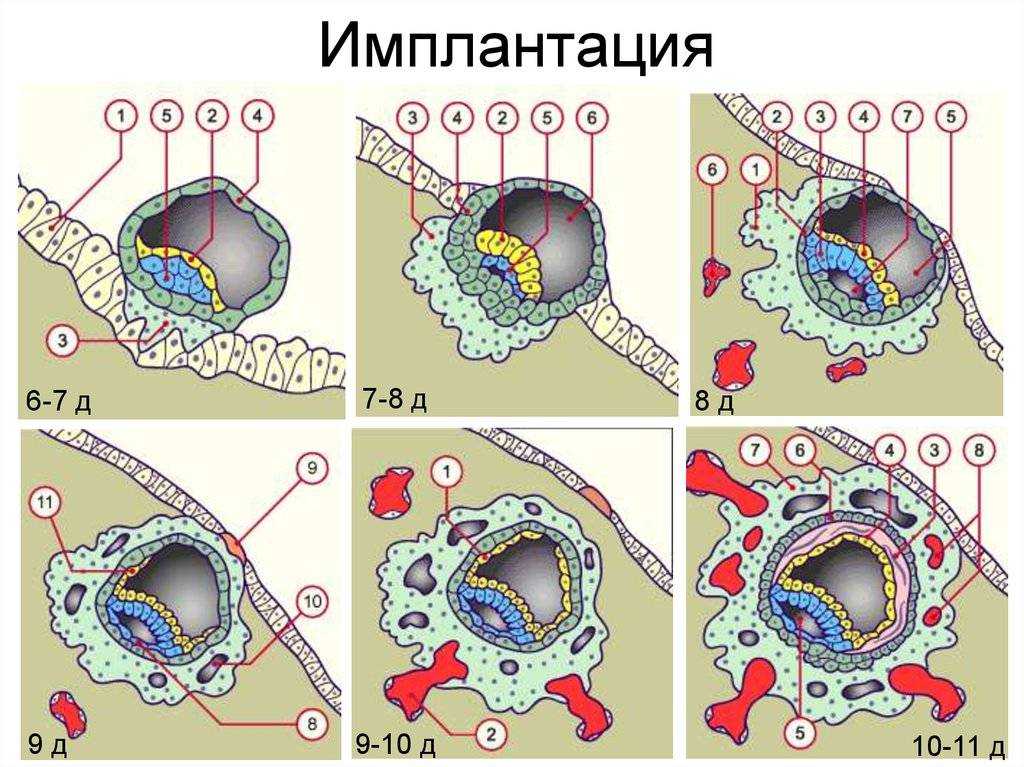 Когда происходит имплантация эмбриона?
