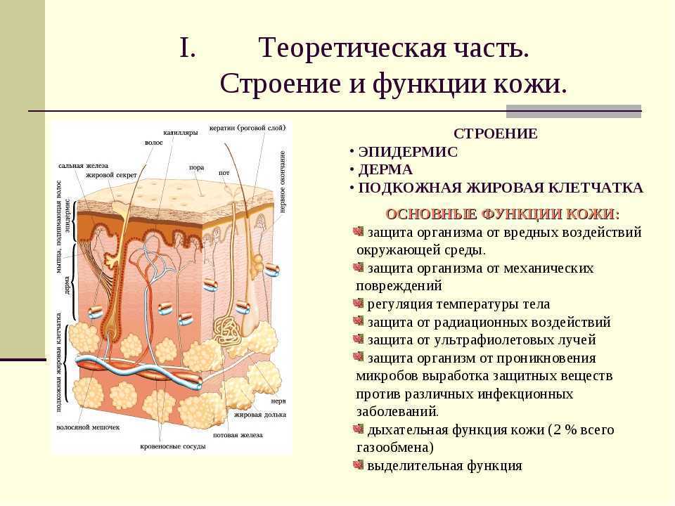 Кожа, ее строение и функции; заболевания кожи