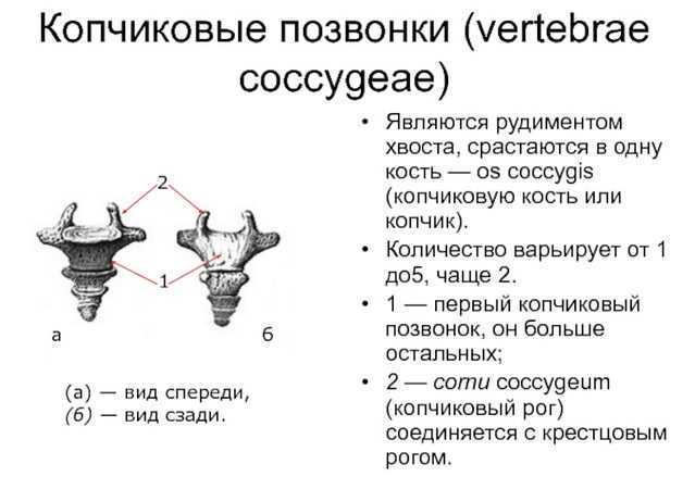 Перелом копчика: как лечить, и какие симптомы и разновидности?
