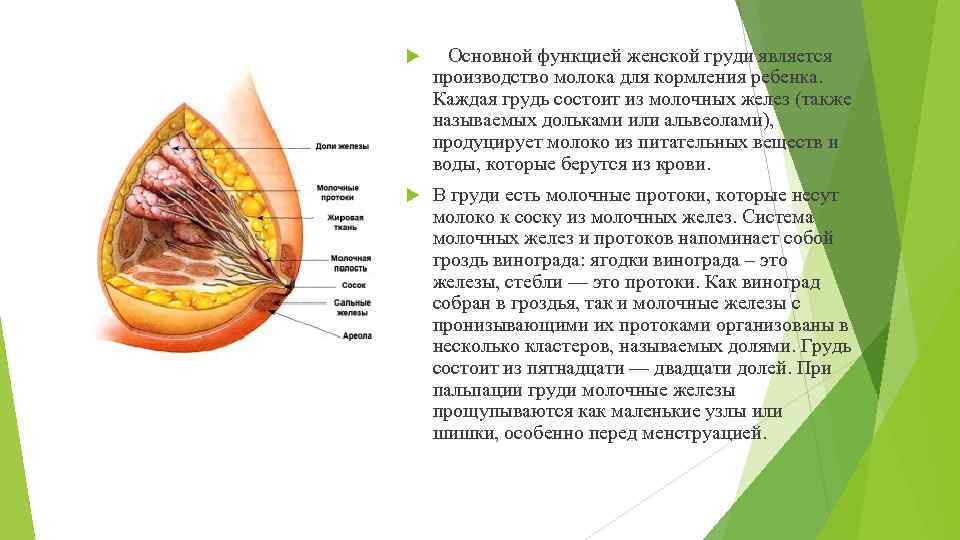Симптомы заболеваний, диагностика, коррекция и лечение молочных желез kvd9spb.ru. строение груди и соска у женщин: из чего состоит молочная железа - анатомия и расположение | kvd9spb.ru