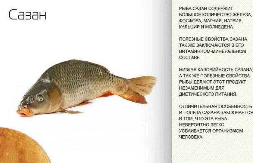 Карп — польза и вред этой рыбы для здоровья  Карп: польза и вред  Карп – это крупная рыба семейства карповых, обитающая в пресноводных водоемах  Азии,  Европы