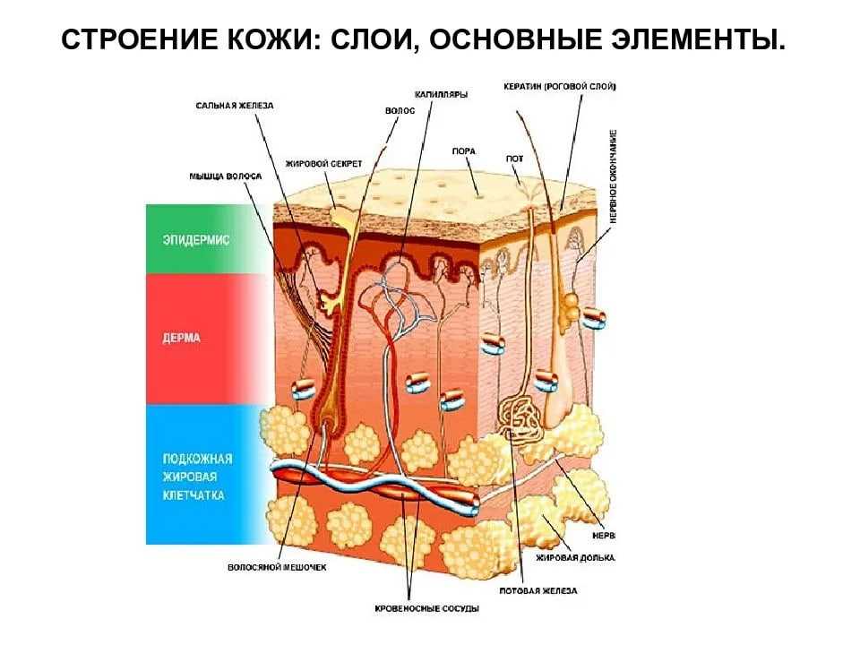 Кожа