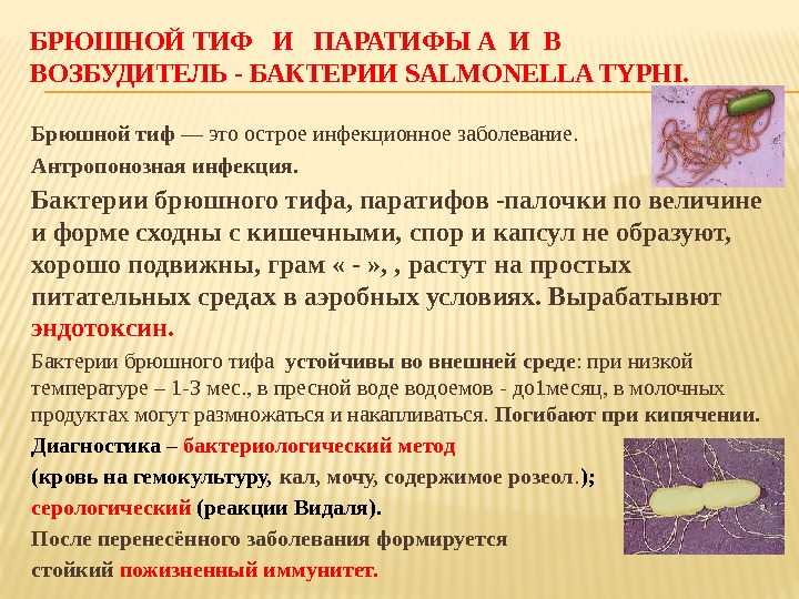 Анализ на брюшной тиф — в каких случаях и как проводится