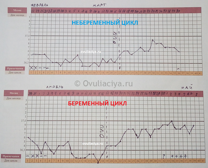 Базальная температура тела и правила её измерения/ овуляция