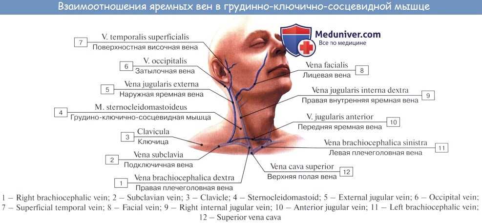 Яремная вена — анатомия, функции и патологии сосуда