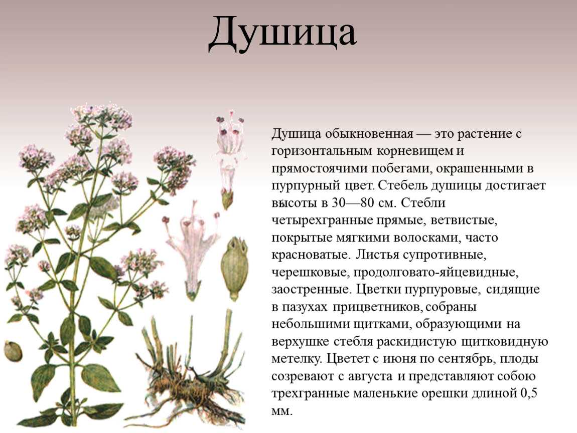 Трава душица – лечебные свойства и противопоказания, фото