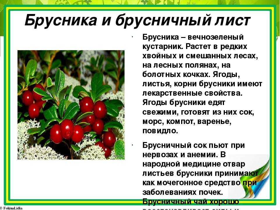 Брусника при сахарном диабете и подагре