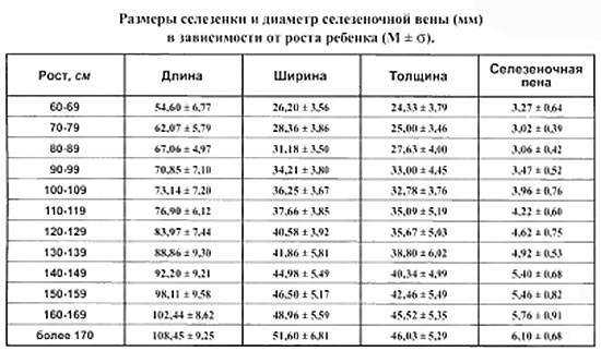 Ультразвуковое исследование селезенки