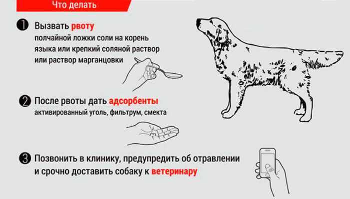 Вызвать рвоту у кота перекисью водорода