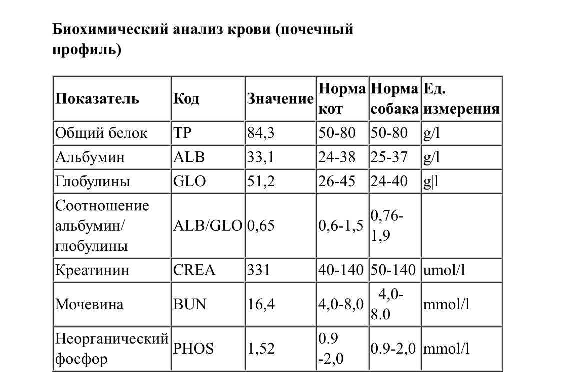 Повышенный креатинин в крови: причины, как лечить