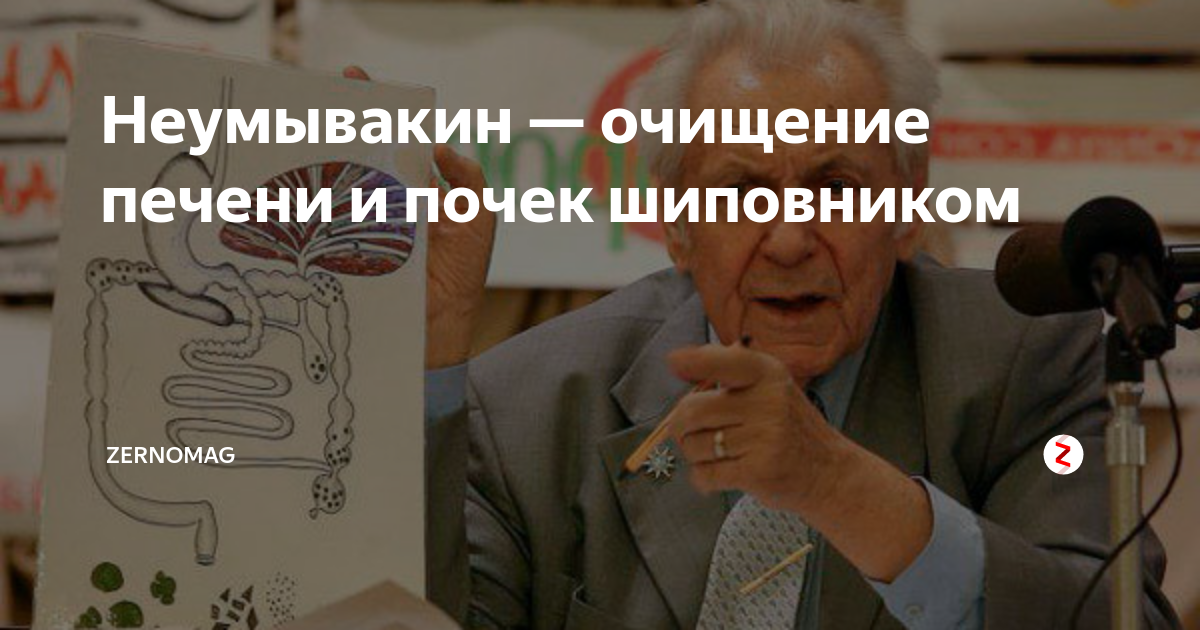 Чистка печени и почек по  Неумывакину  Очищение печени и почек по методу  Неумывакина  Иван  Павлович  Неумывакин – знаменитый советский доктор наук, заслуги