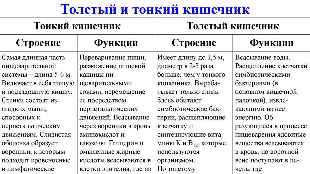Толстый кишечник: анатомия, строение, диагностика заболеваний толстого кишечника и лечение у врача-гастроэнтеролога в мкц «проксима» (г. сочи)