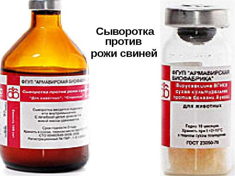 Рожа у свиней: симптомы и лечение в домашних условиях, профилактика